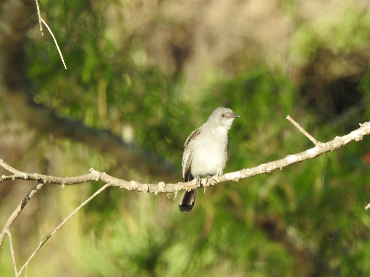 Sooty Tyrannulet - ML610451917