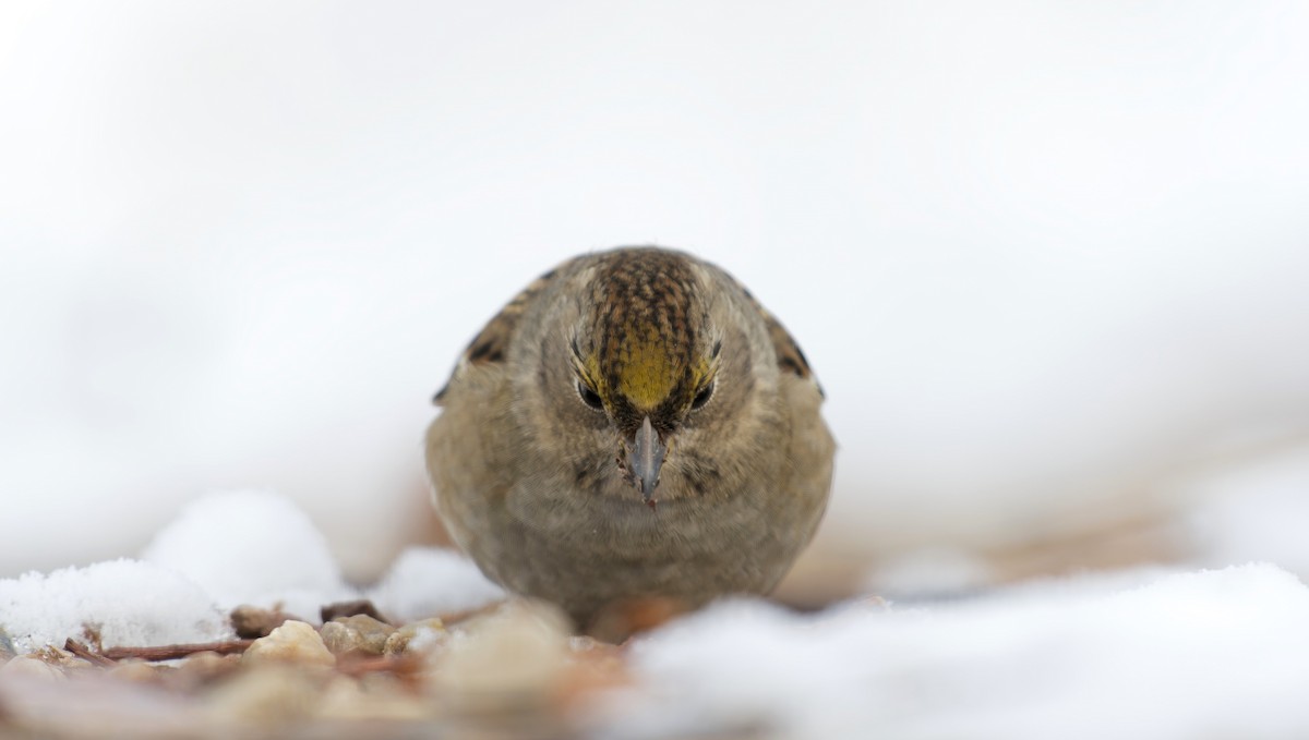 Golden-crowned Sparrow - ML610451932