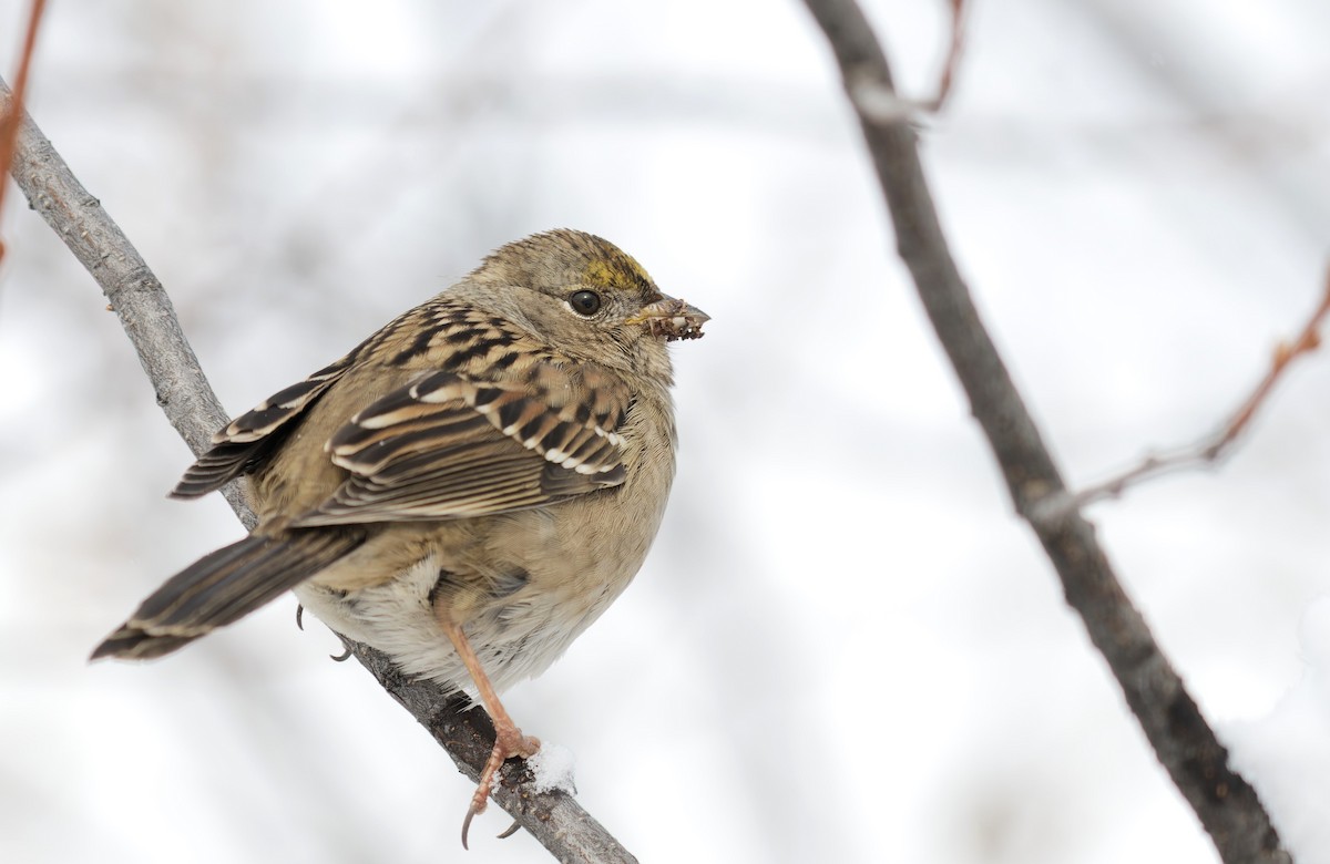 Golden-crowned Sparrow - ML610451940