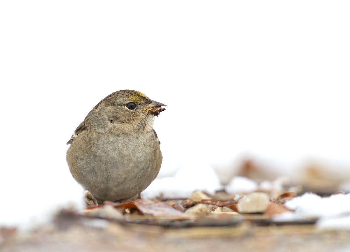 Golden-crowned Sparrow - Braydon Luikart