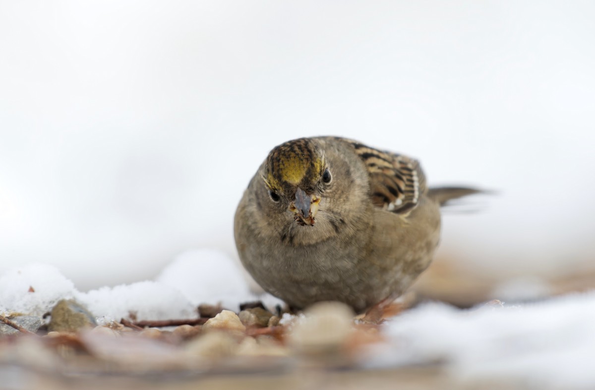 Golden-crowned Sparrow - ML610451942