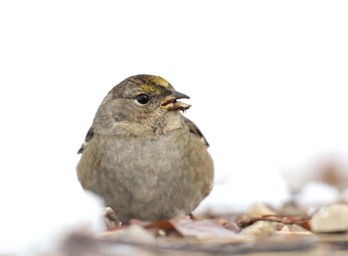 Golden-crowned Sparrow - ML610451943