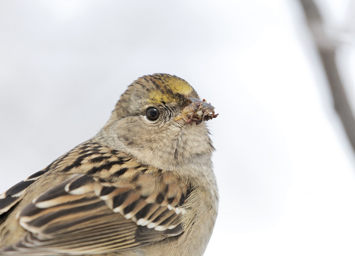 Golden-crowned Sparrow - Braydon Luikart