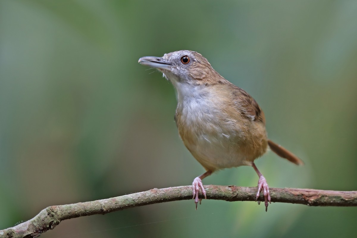 Abbott's Babbler - sheau torng lim