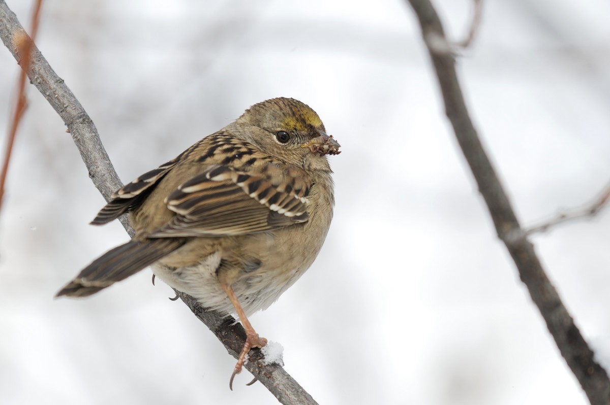 Golden-crowned Sparrow - ML610451962