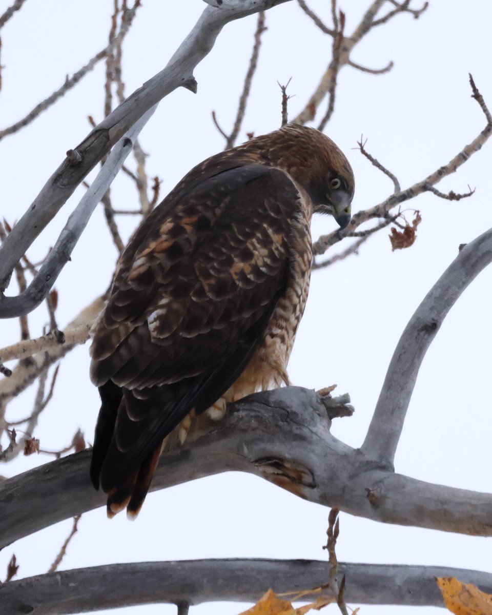 Rotschwanzbussard - ML610451978