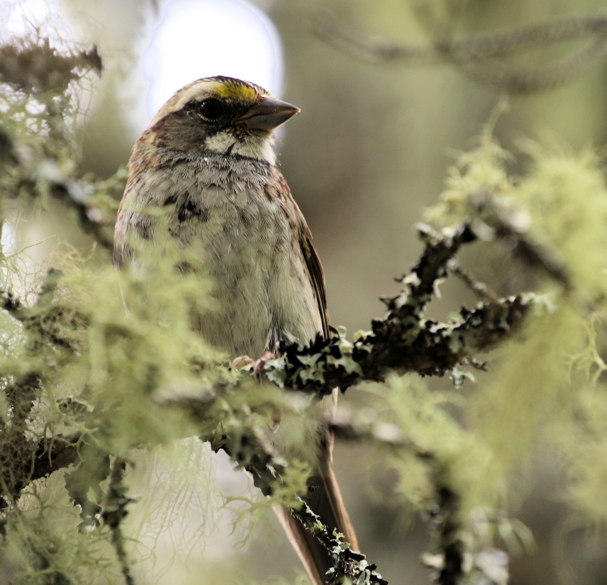 White-throated Sparrow - ML610452027