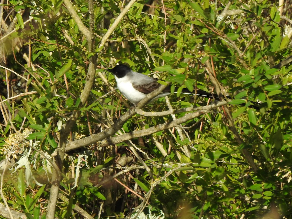 Fork-tailed Flycatcher - ML610452034