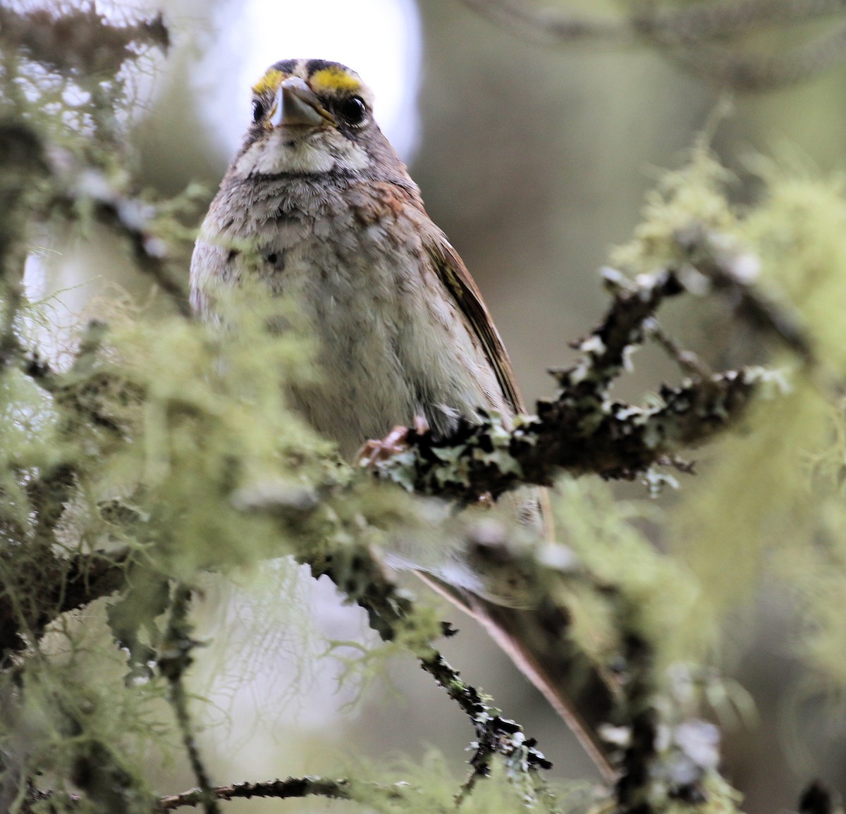 White-throated Sparrow - ML610452042