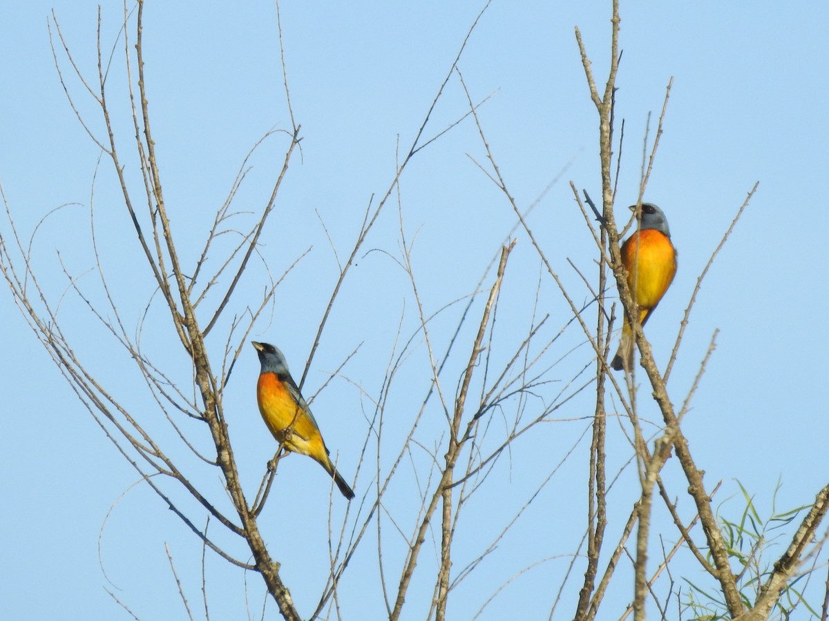Blue-and-yellow Tanager - ML610452055