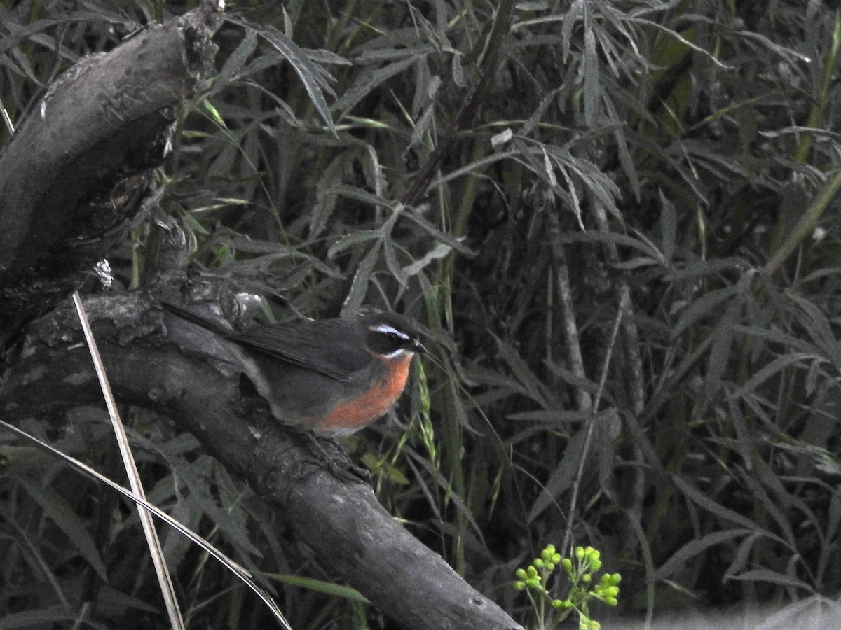 Black-and-rufous Warbling Finch - ML610452062