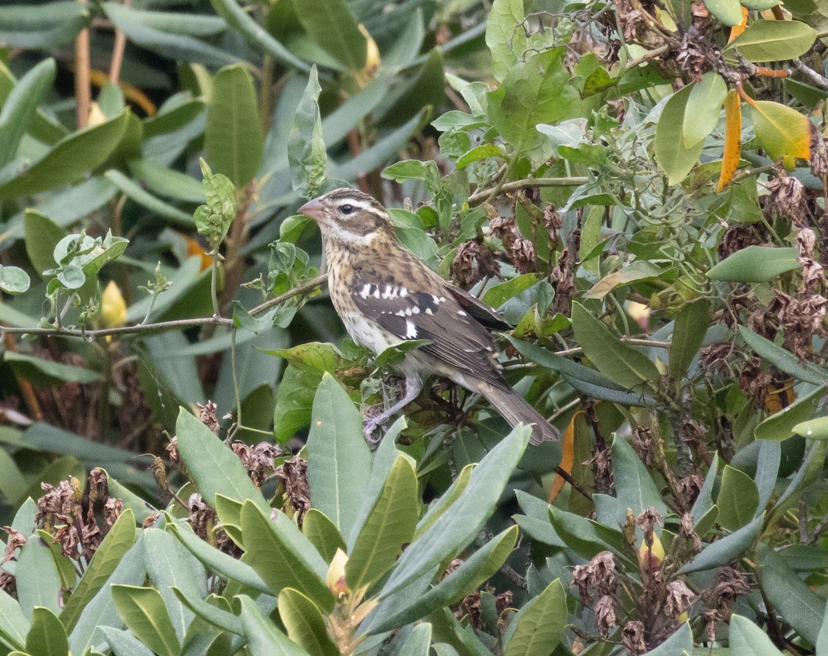 Rose-breasted Grosbeak - ML610452072