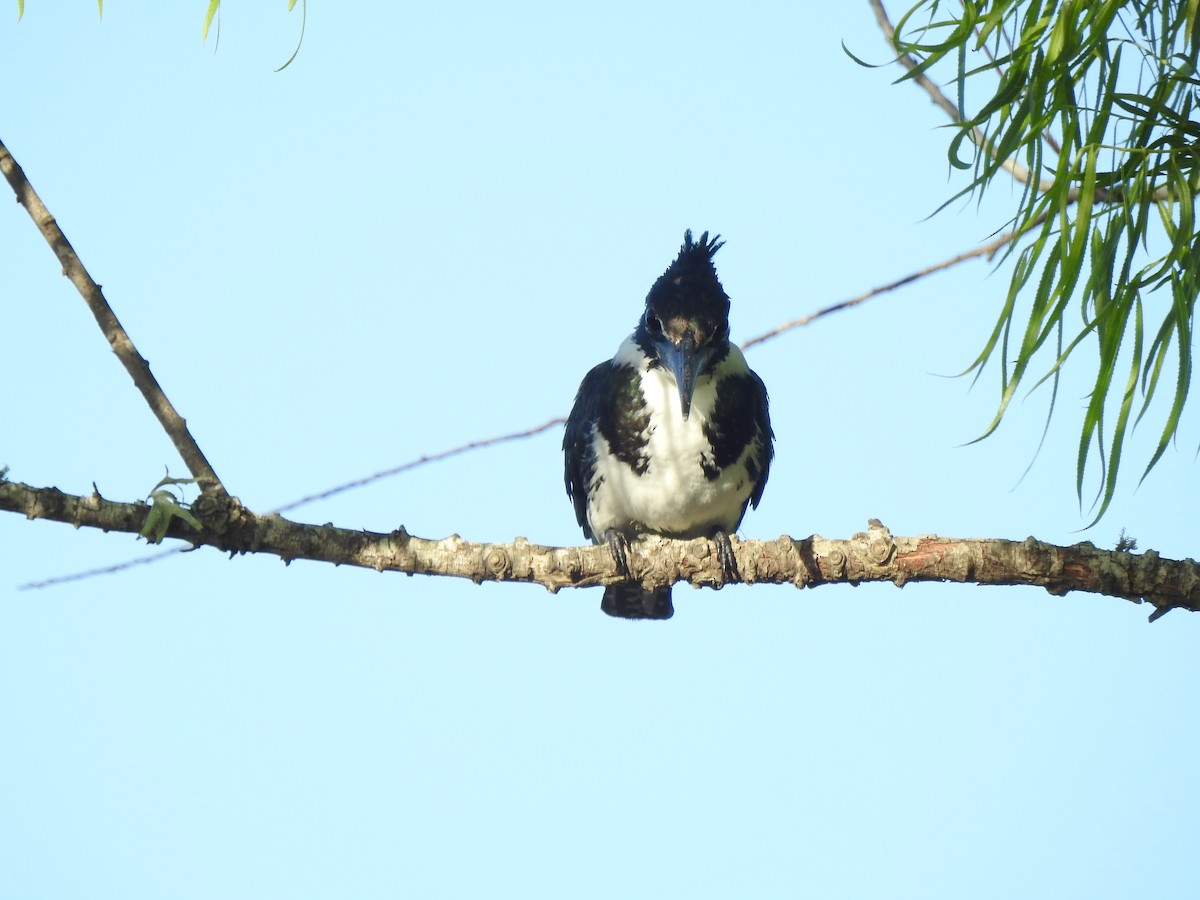 Amazon Kingfisher - ML610452078