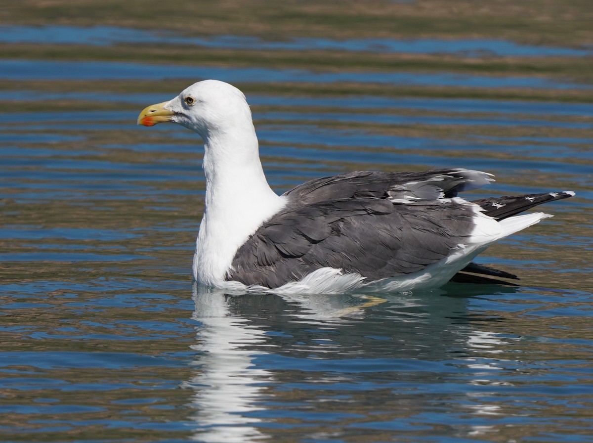 Yellow-footed Gull - Sibylle Hechtel