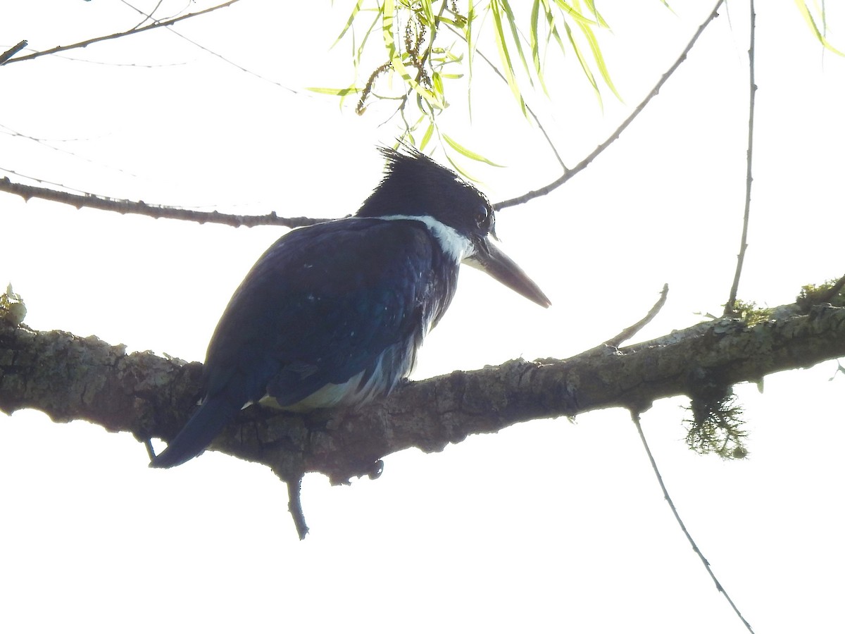 Amazon Kingfisher - ML610452113