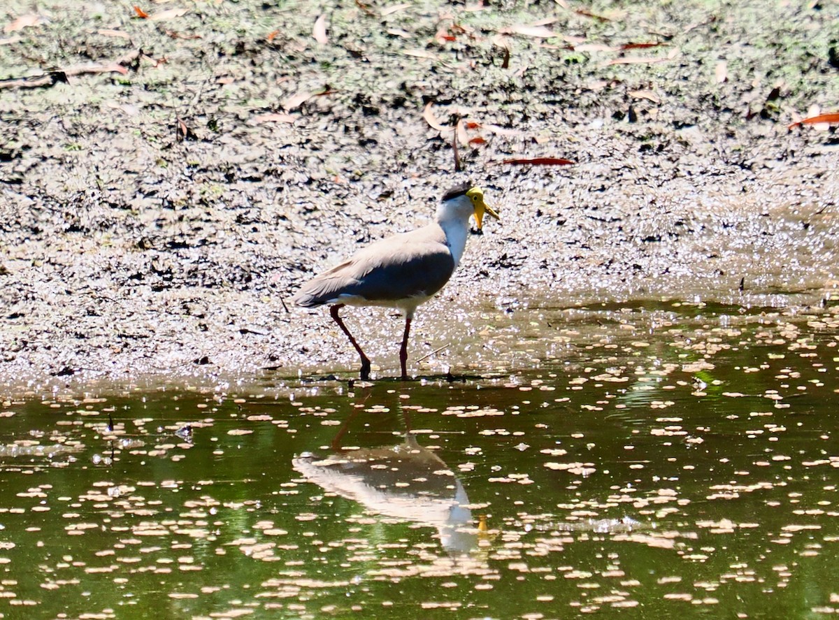 Masked Lapwing (Masked) - ML610452128