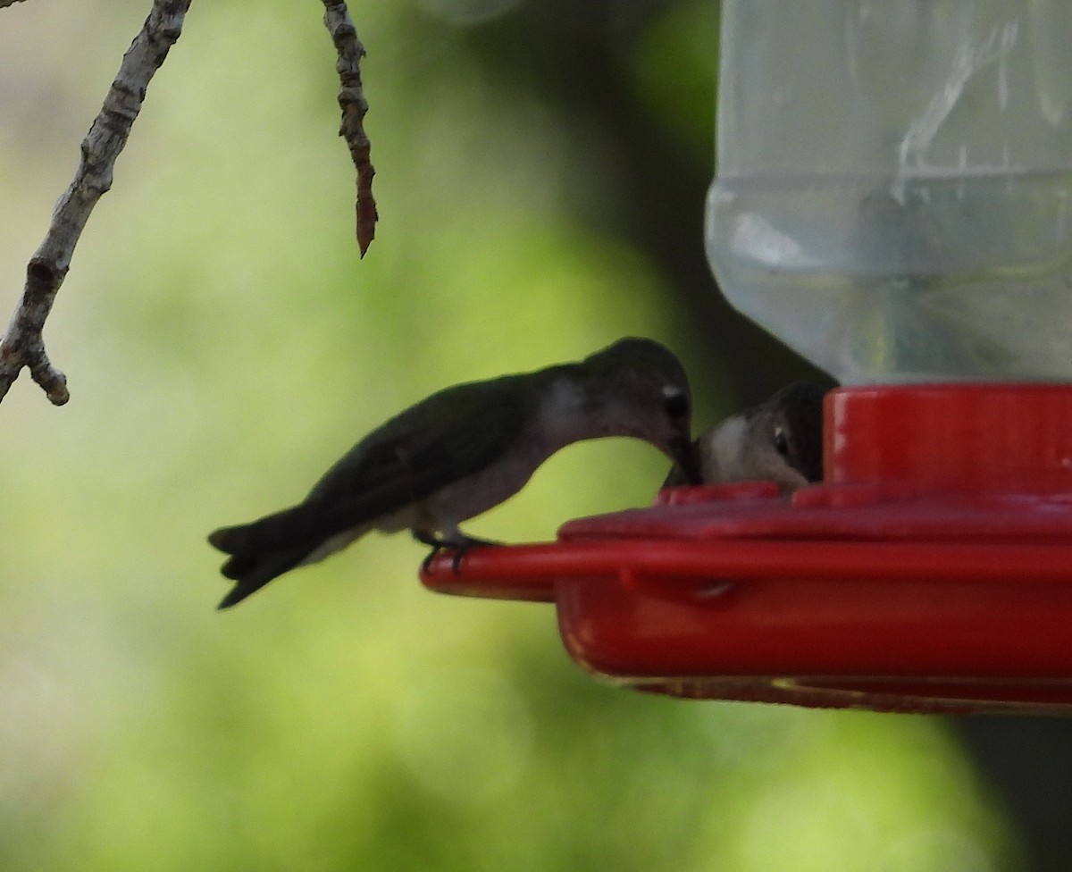 Calliope Hummingbird - ML610452153