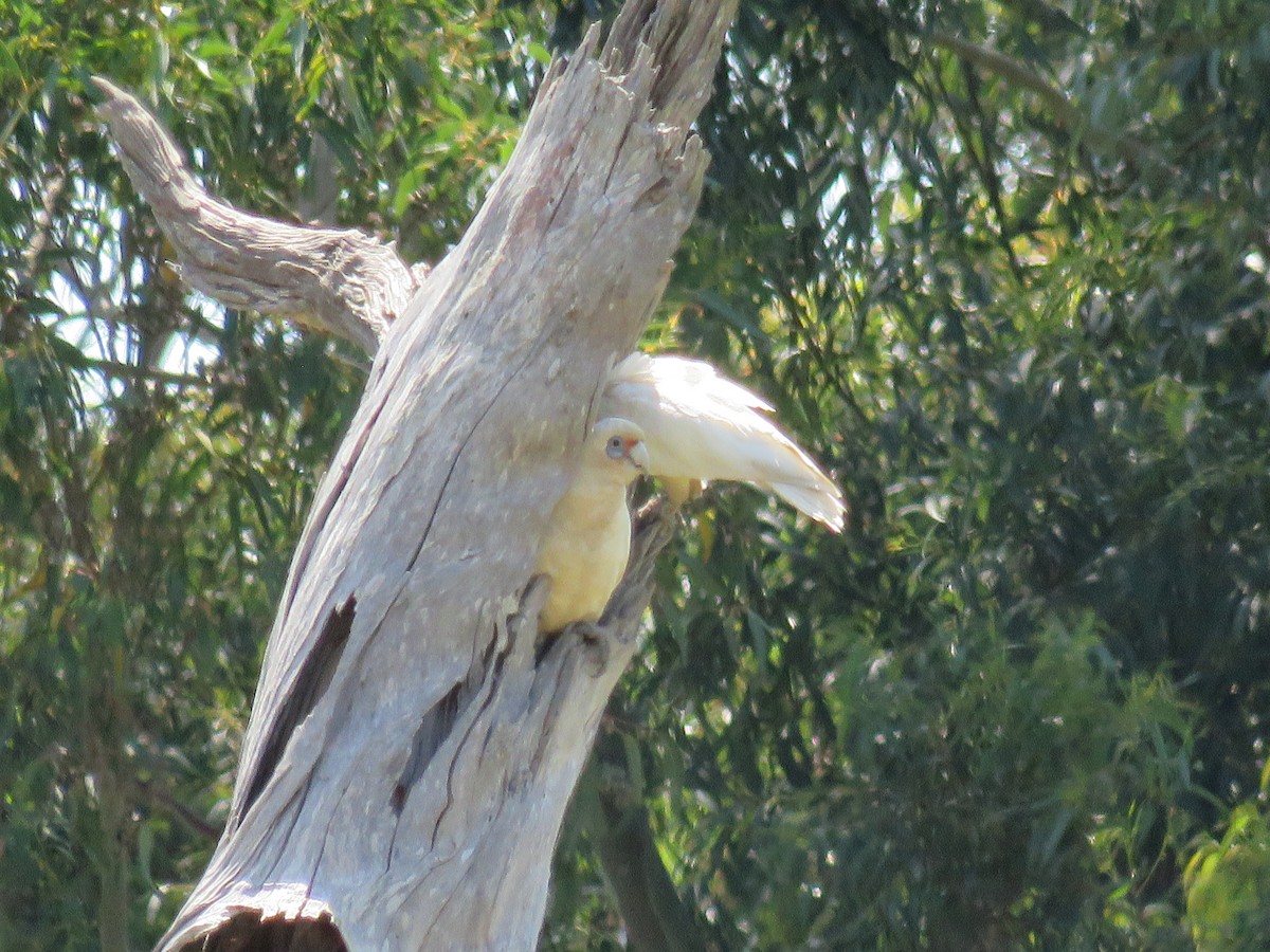 Western Corella - ML610452209