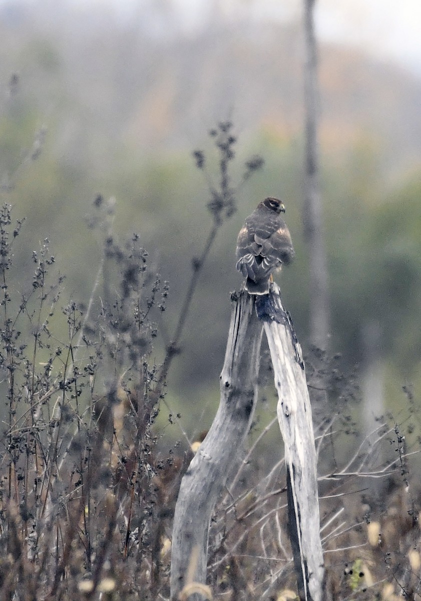 Northern Harrier - ML610452321