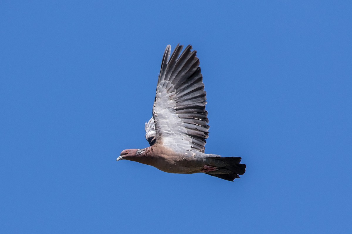 Picazuro Pigeon - ML610452410