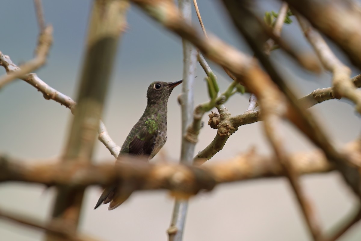 Colibri de Cuvier (groupe cuvierii) - ML610452473