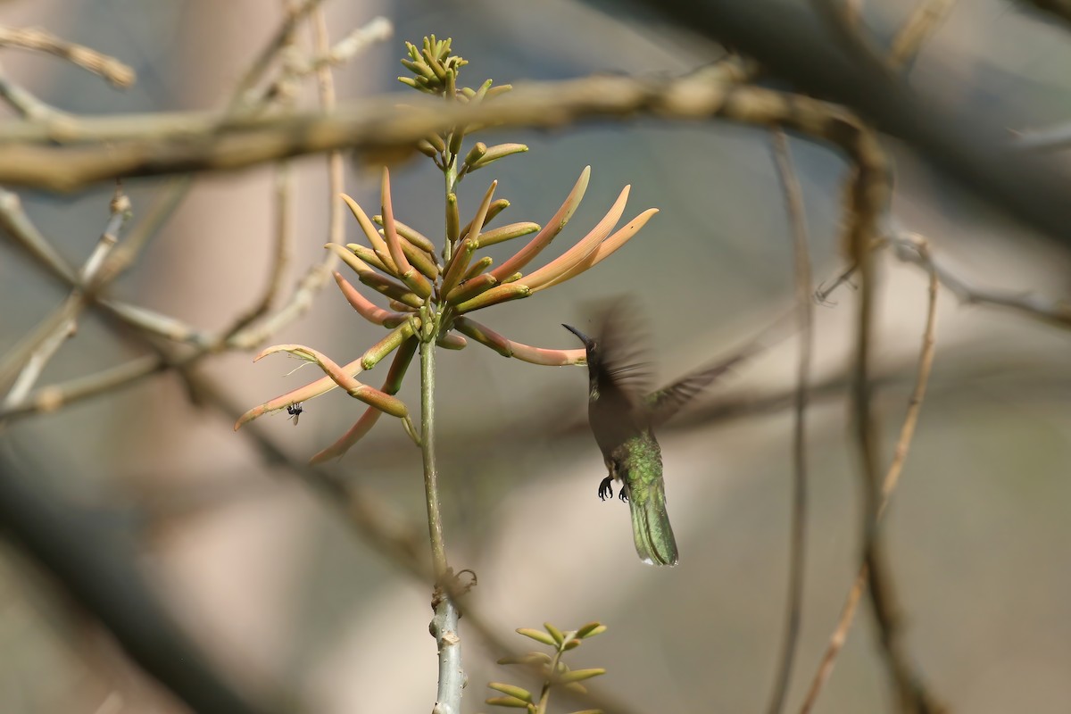 Scaly-breasted Hummingbird (Cuvier's) - ML610452484