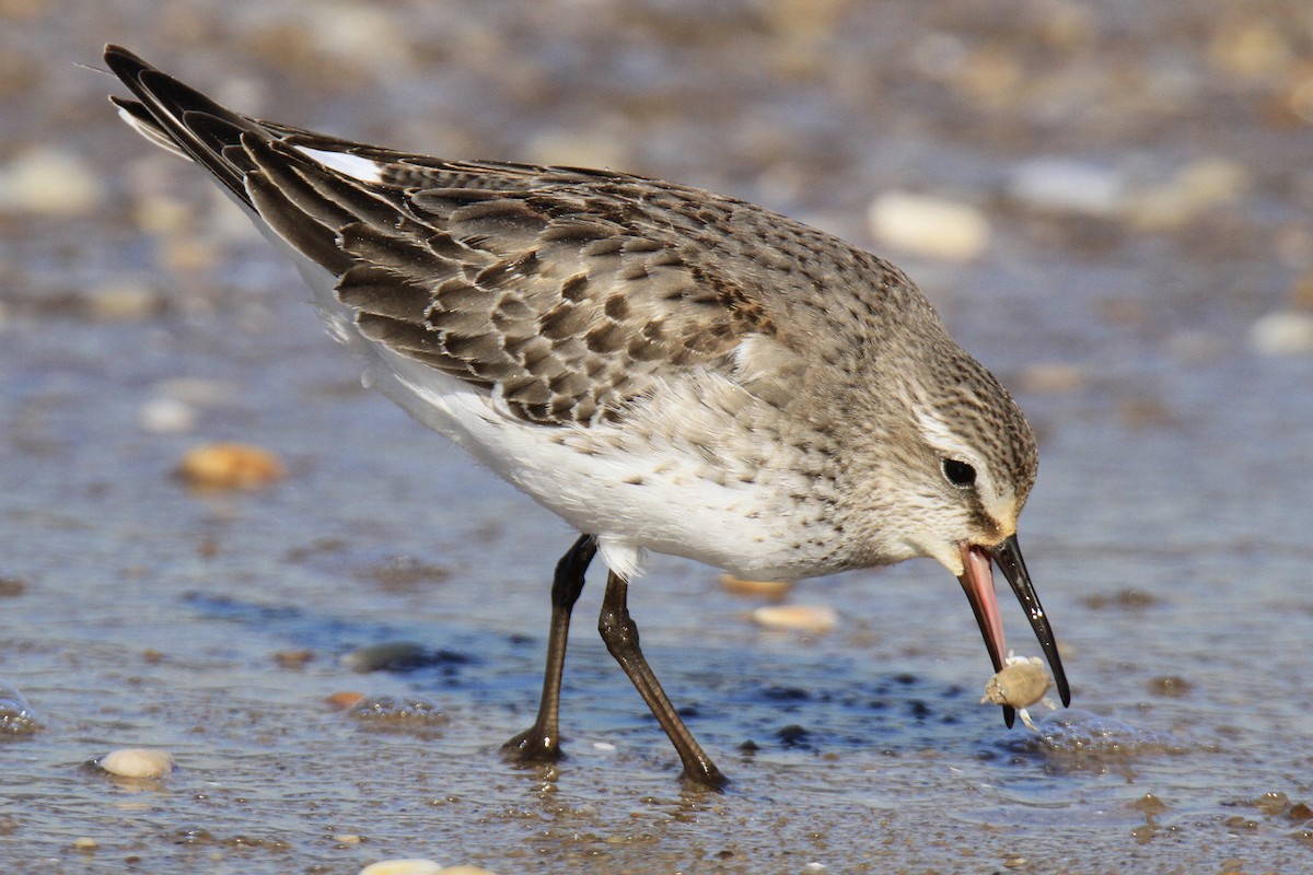 Weißbürzel-Strandläufer - ML610452489