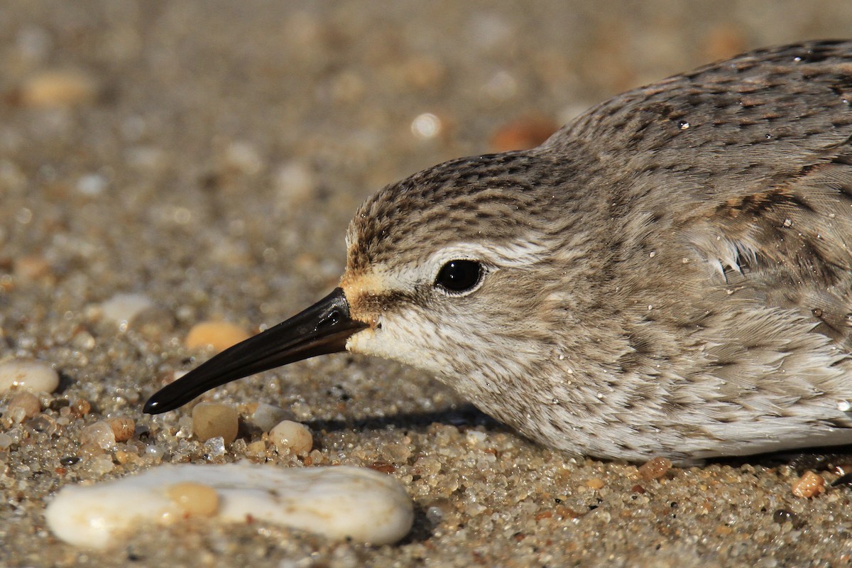 Weißbürzel-Strandläufer - ML610452493