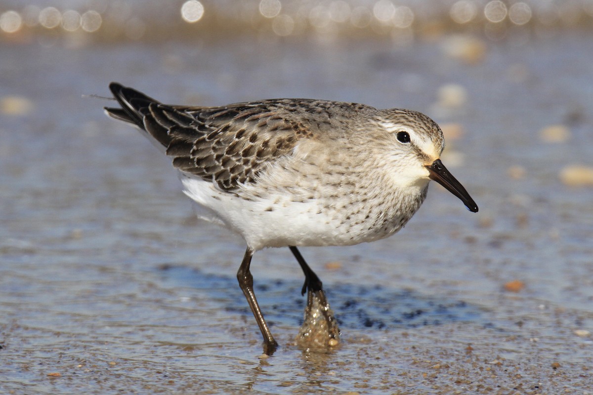 Weißbürzel-Strandläufer - ML610452495