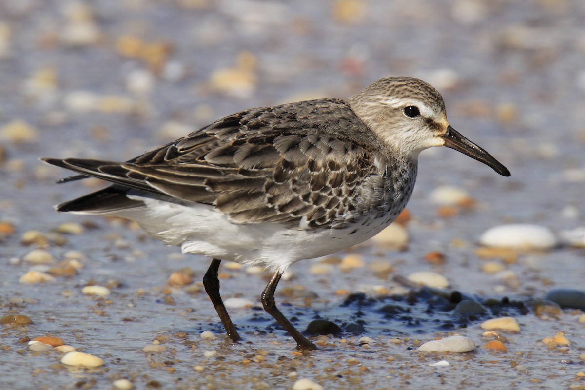 Weißbürzel-Strandläufer - ML610452496