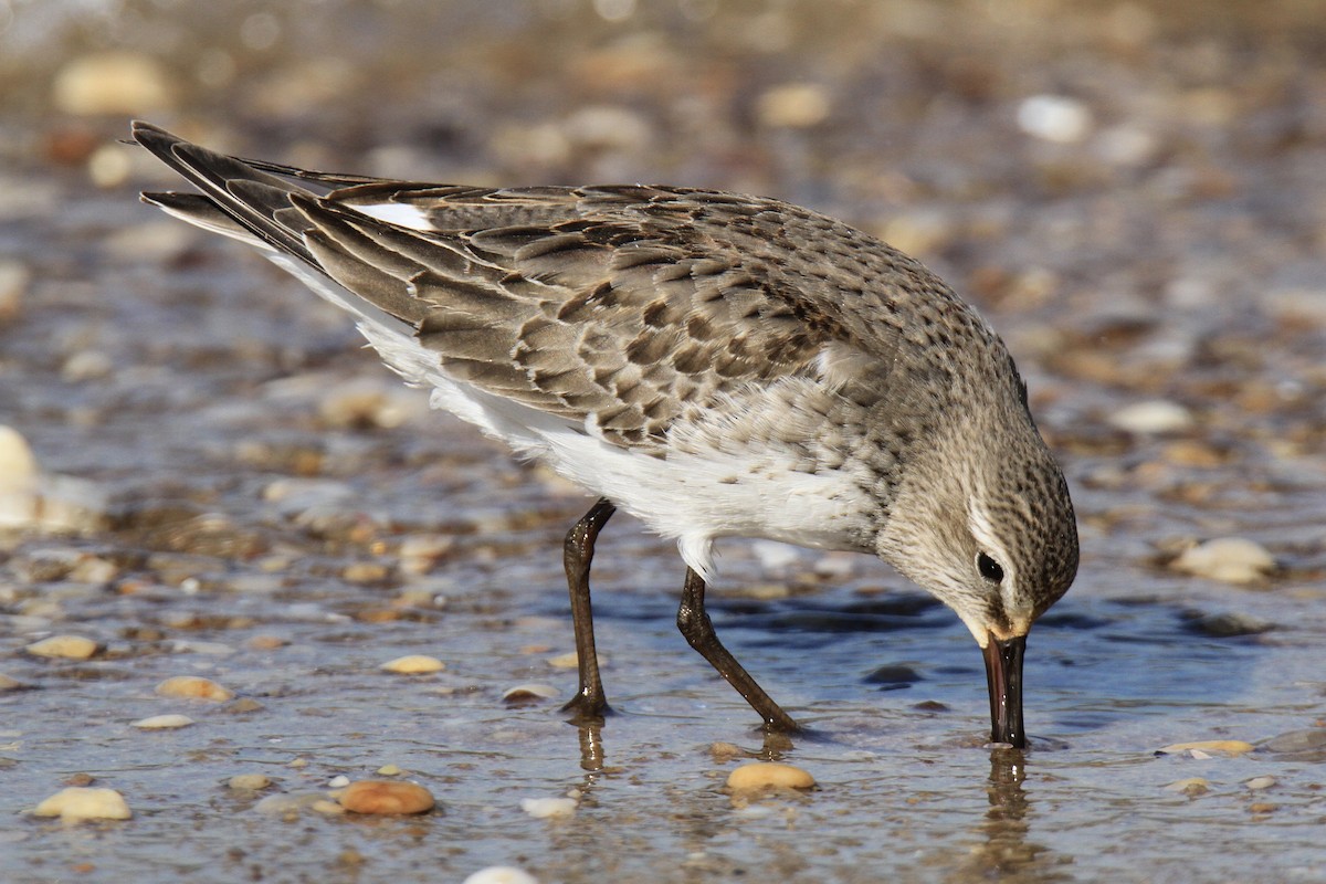 Weißbürzel-Strandläufer - ML610452497