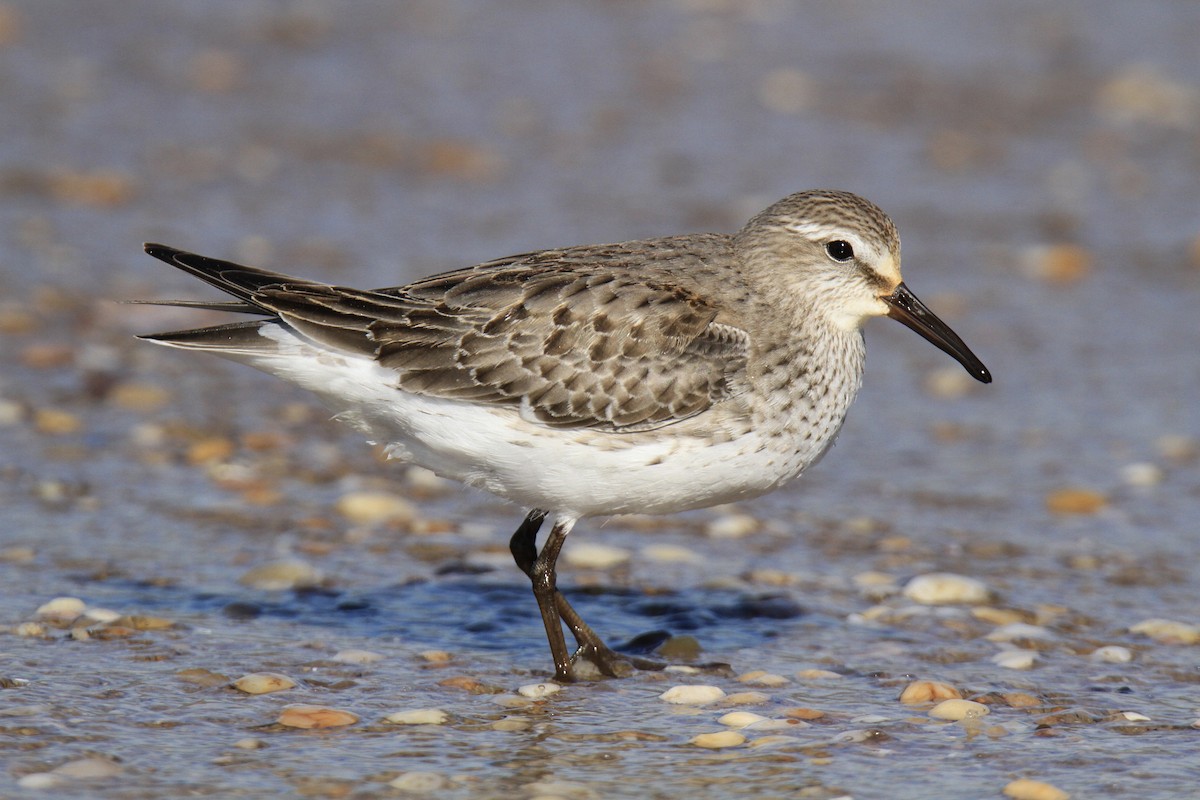 Weißbürzel-Strandläufer - ML610452498