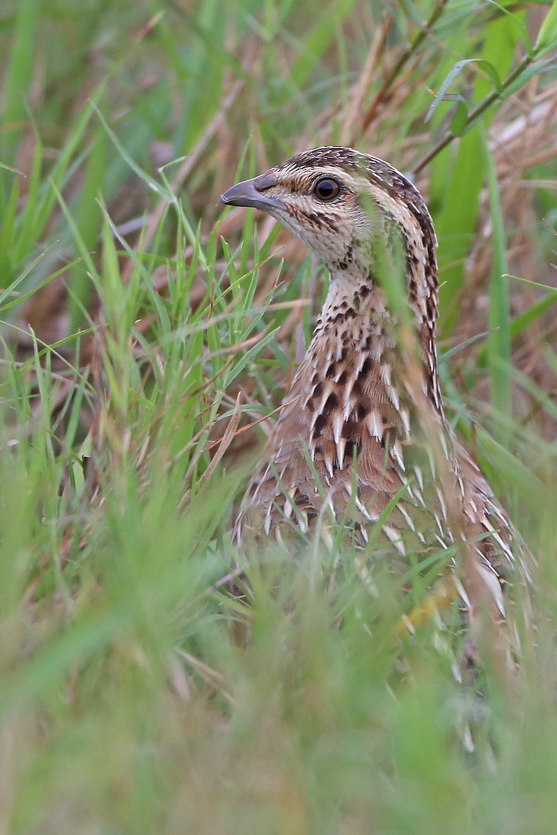 Rain Quail - ML610452507