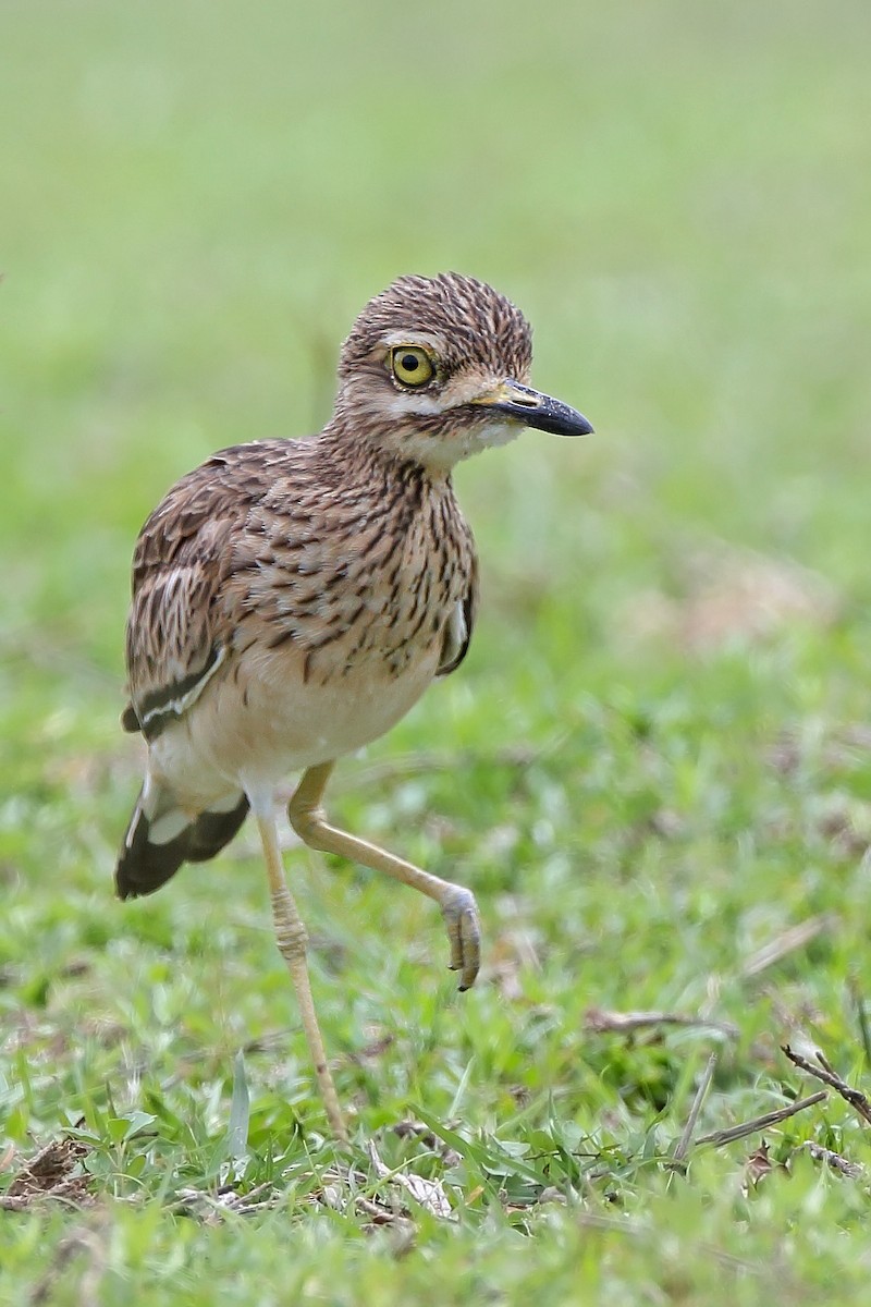 Indian Thick-knee - ML610452652