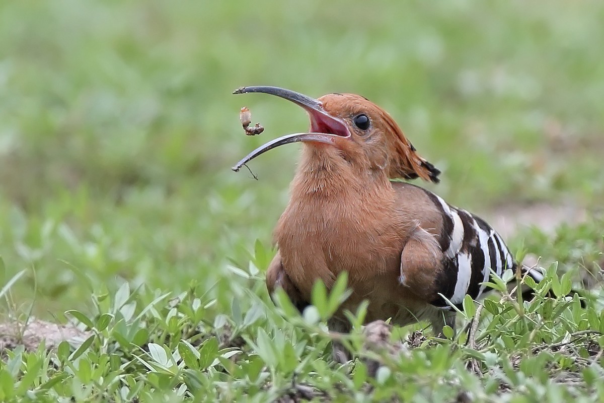 Eurasian Hoopoe - ML610452654