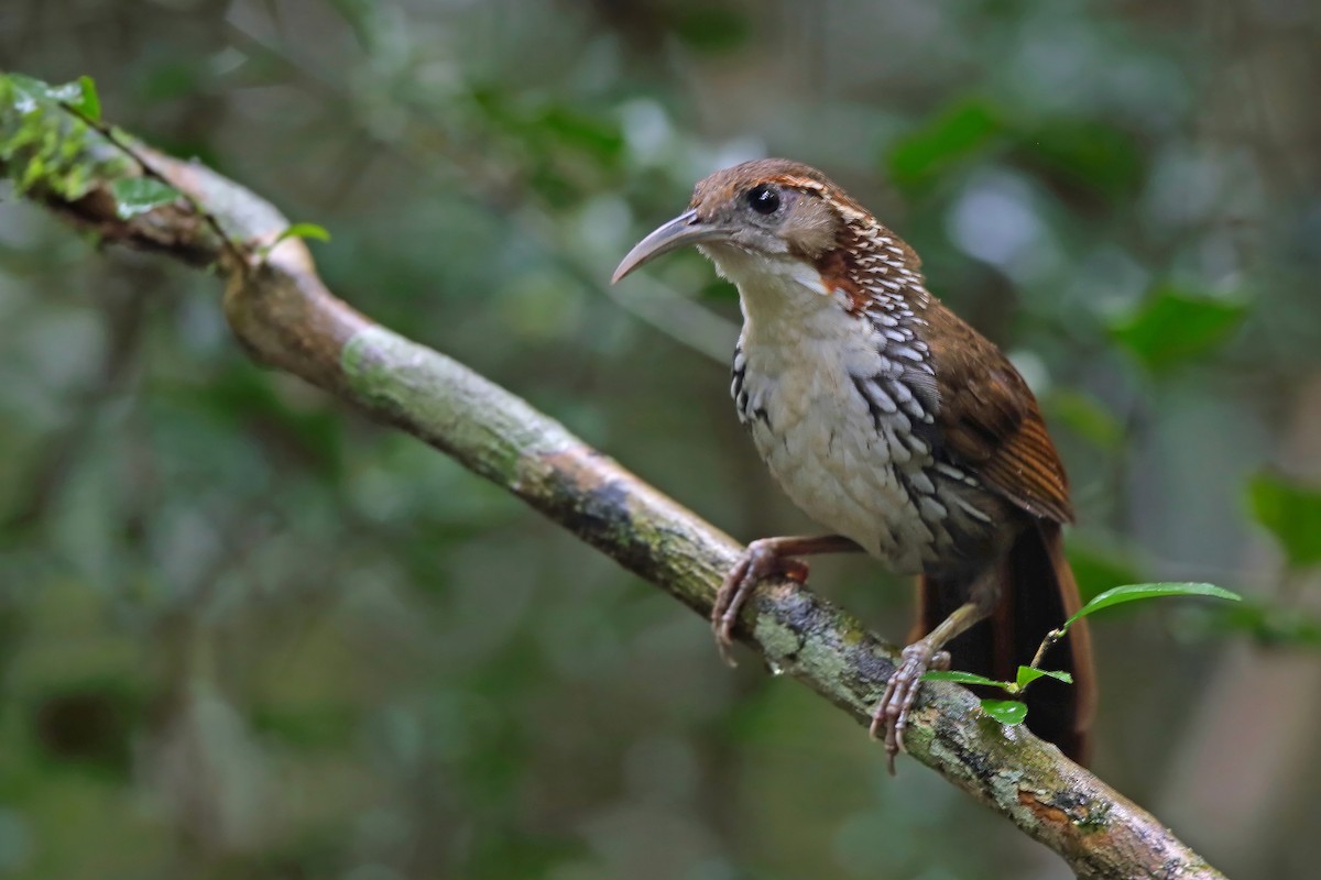 Large Scimitar-Babbler - ML610452661