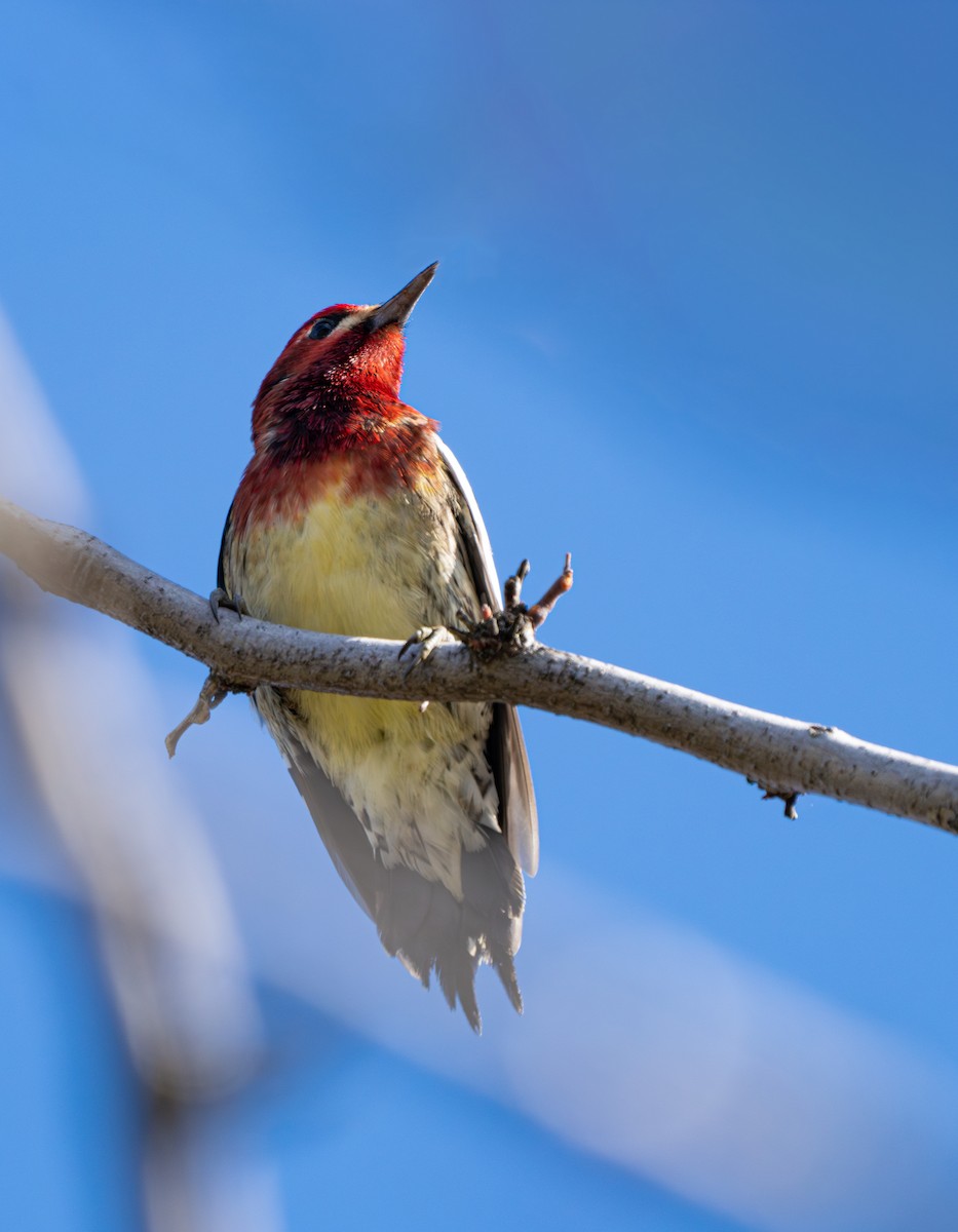 Red-breasted Sapsucker - ML610452689