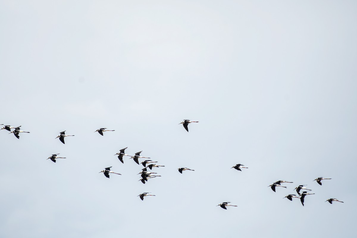 Pied Stilt - ML610452748