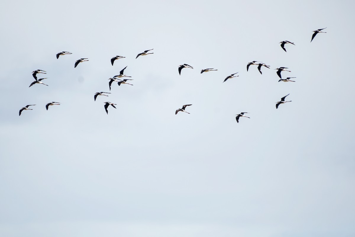 Pied Stilt - ML610452756