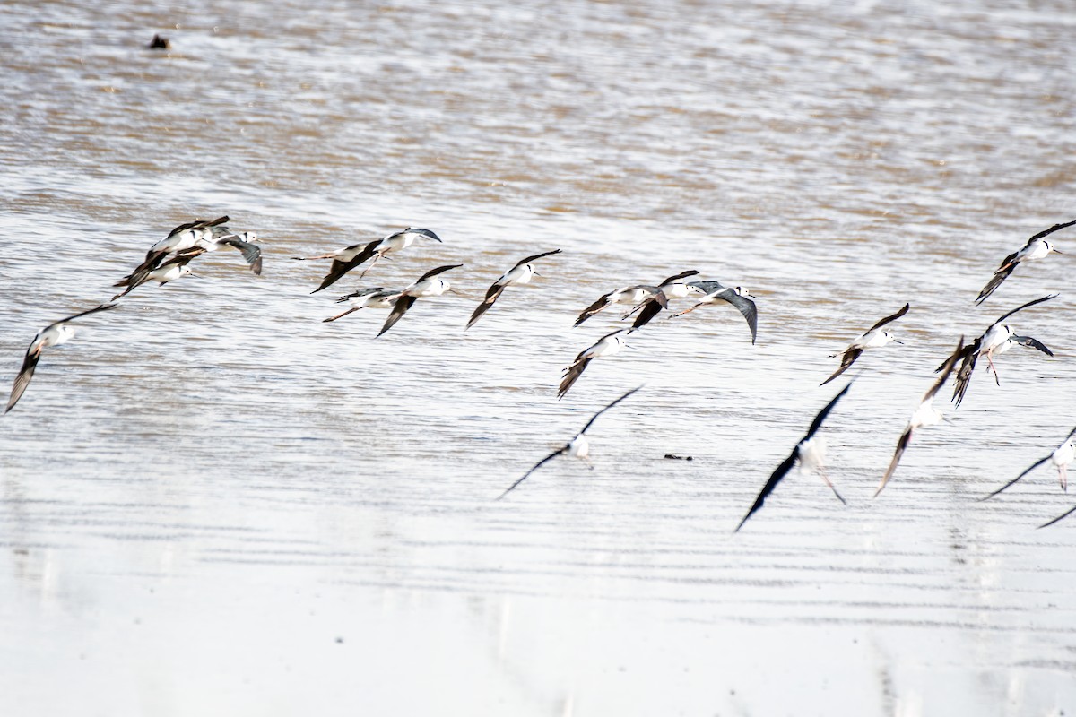 Pied Stilt - ML610452758