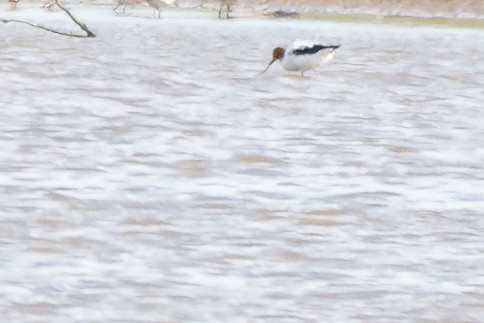 Red-necked Avocet - ML610452943