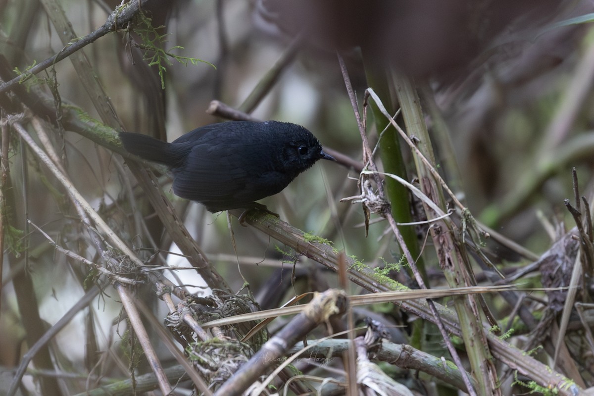 Blackish Tapaculo (Blackish) - ML610453033