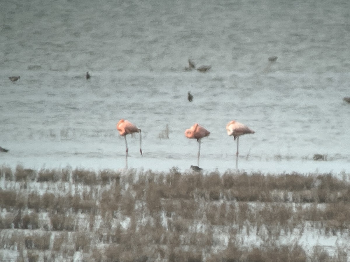 American Flamingo - ML610453036