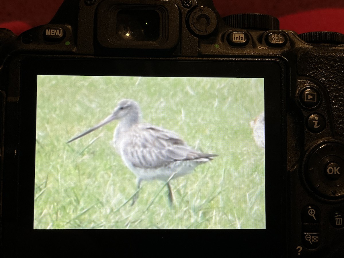 Хурган цууцал - ML610453094