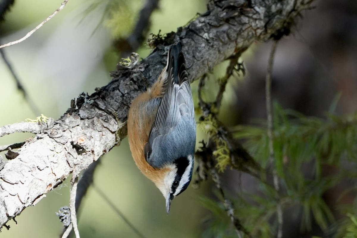 Red-breasted Nuthatch - Kevin Waggoner