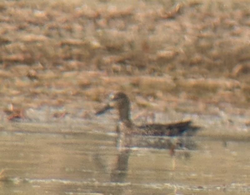 Blue-winged Teal - ML610453324