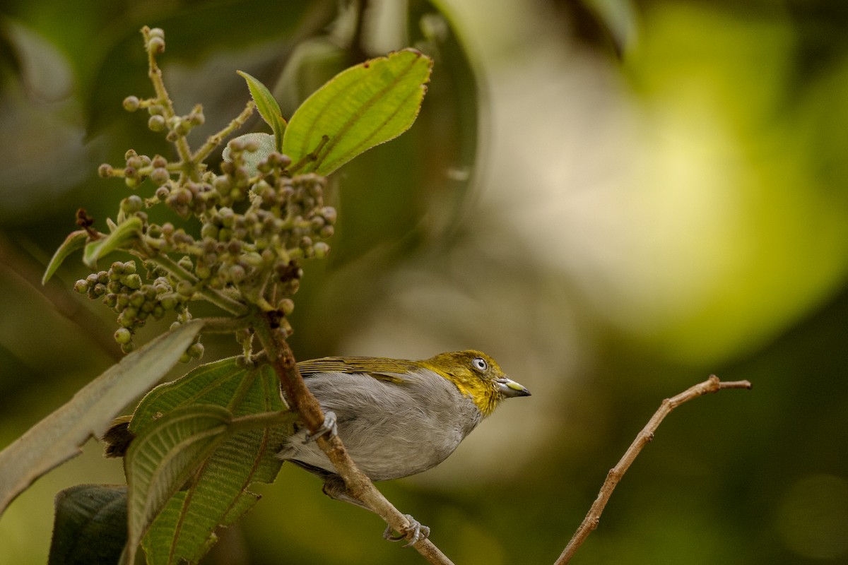 Short-billed Chlorospingus - Jose Juan Pamplona