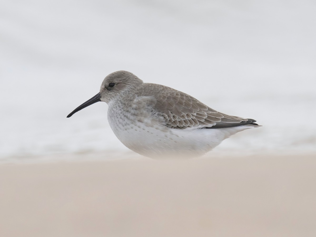 Dunlin - Tori Martel