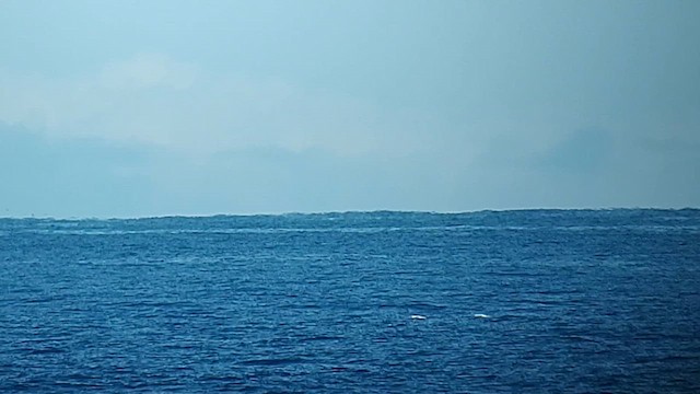 Red-footed Booby - ML610453523