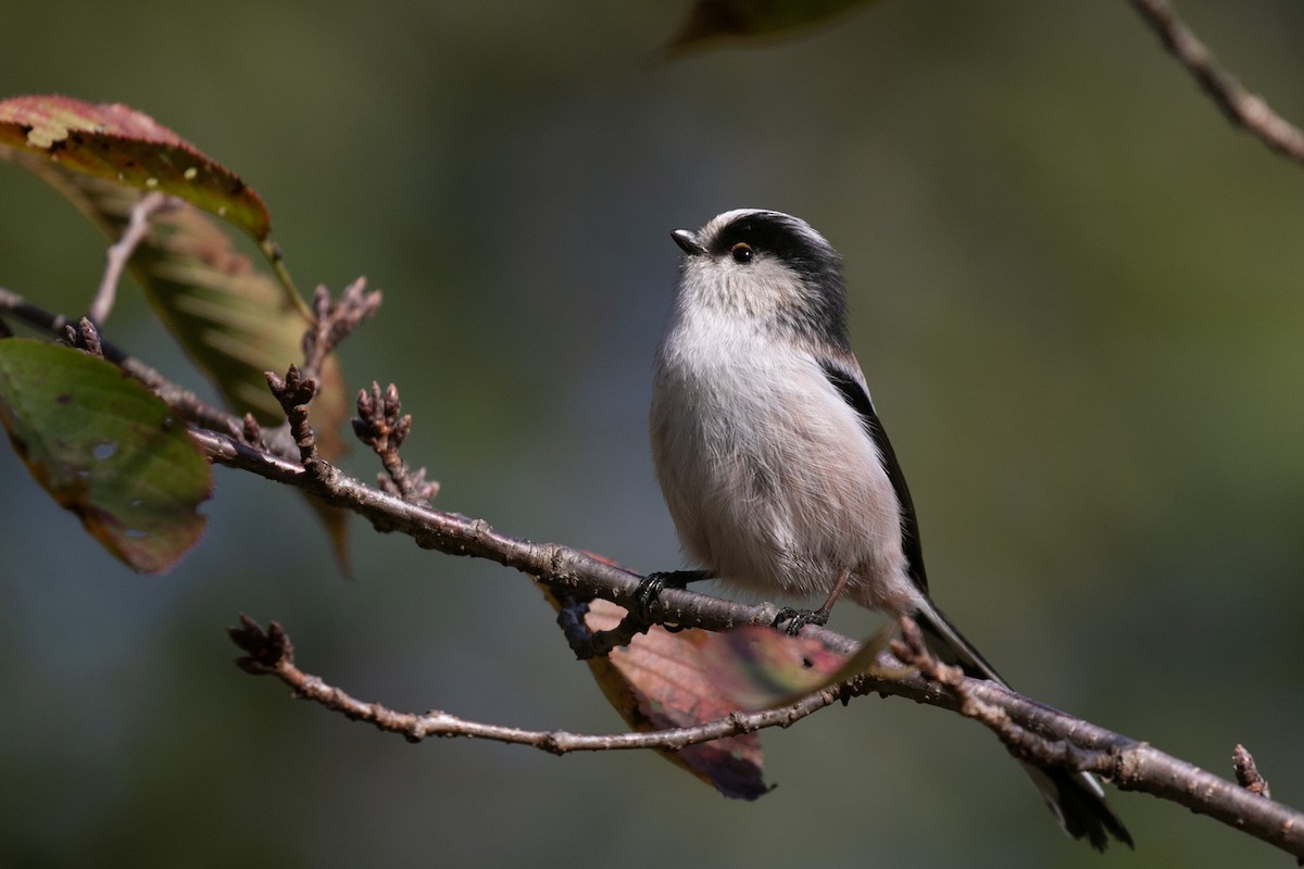 Long-tailed Tit - Spencer Seale